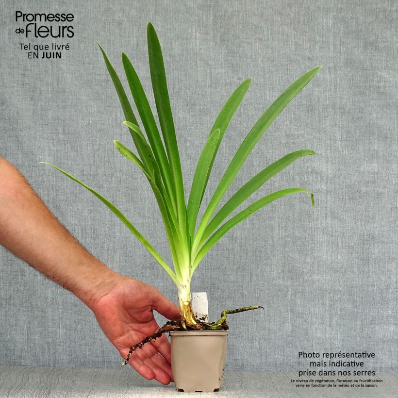 Esemplare di Agapanthus Queen Mum Vasetto da 8/9 cm consegnato in estate