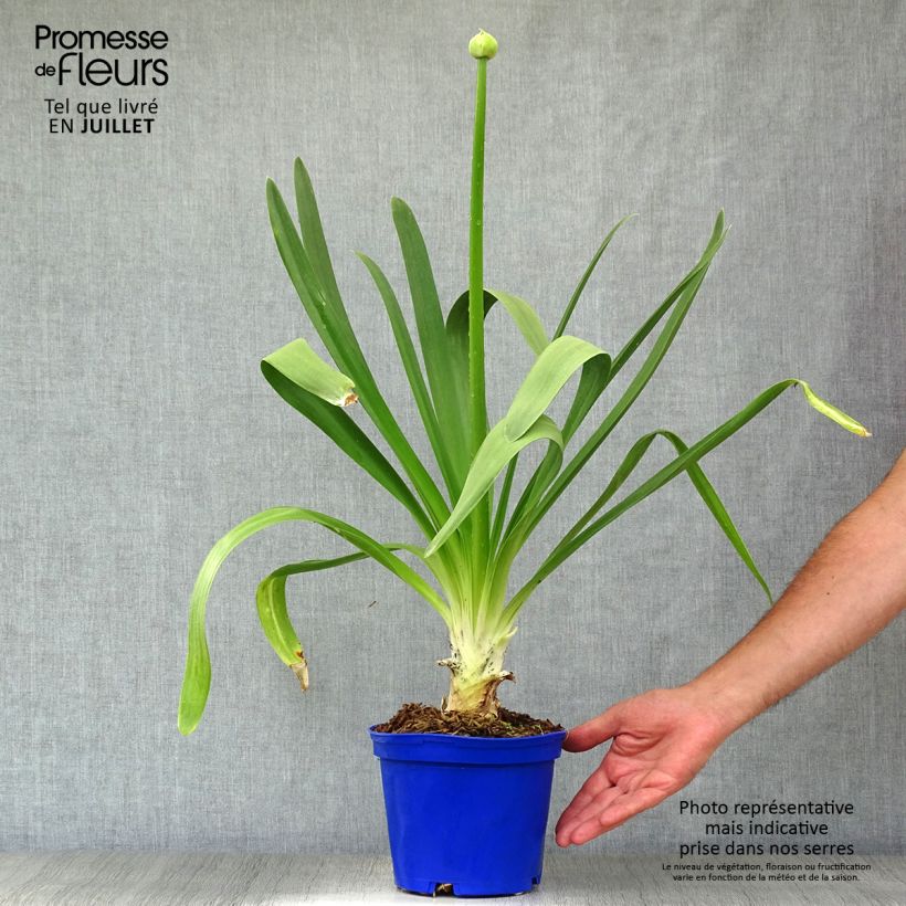 Esemplare di Agapanthus Queen Mum Vaso da 2L/3L consegnato in estate