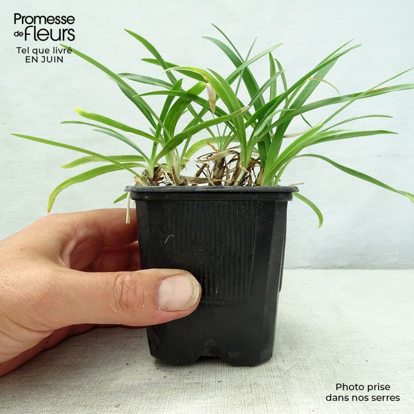 Esemplare di Agapanthus campanulatus Rosewarne Vasetto da 8/9 cm consegnato in estate