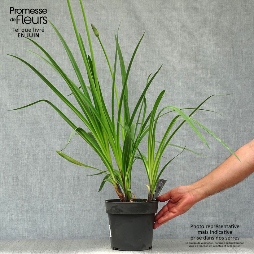Esemplare di Agapanthus Royal Velvet Vaso da 2L/3L consegnato in estate