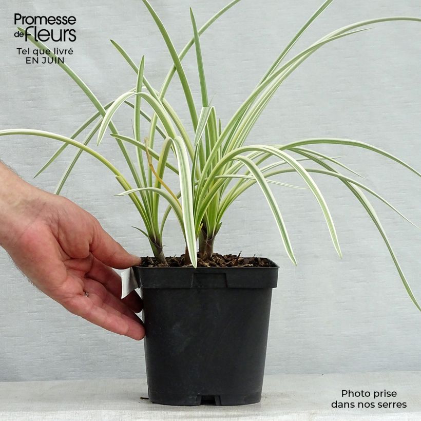 Esemplare di Agapanthus Silver Moon Vaso da 1L/1,5L consegnato in estate