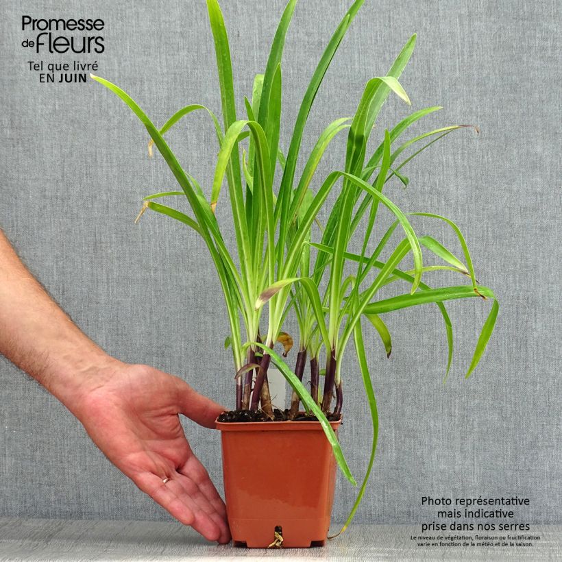 Esemplare di Agapanthus Stars and Stripes Vaso da 1L/1,5L consegnato in estate