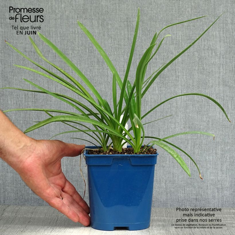 Esemplare di Agapanthus Strawberry Ice Vaso da 2L/3L consegnato in estate
