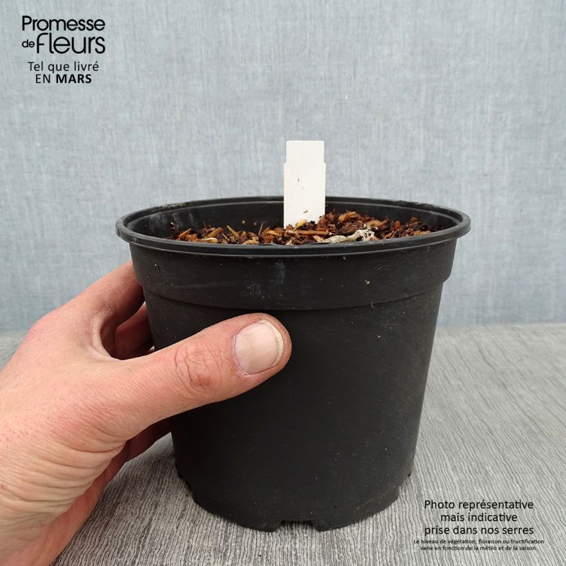 Agapanthus Tinkerbell Vaso da 2L/3L esemplare consegnato in inverno
