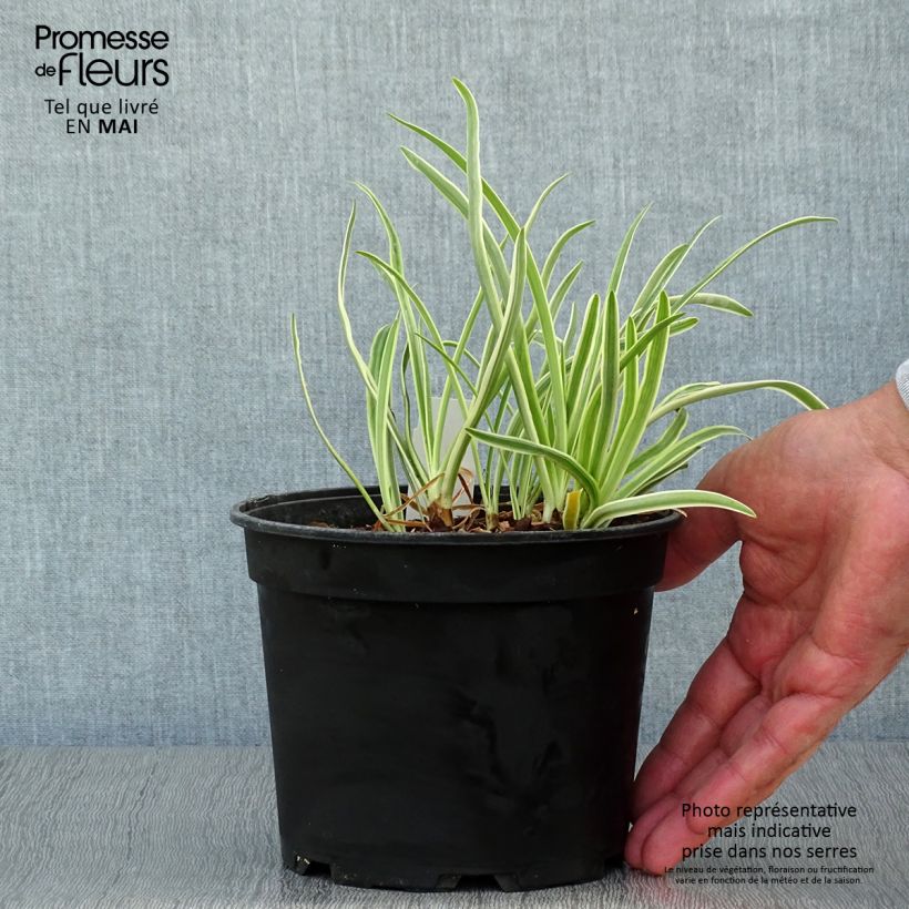 Agapanthus Tinkerbell Vaso da 2L/3L esemplare consegnato in primavera