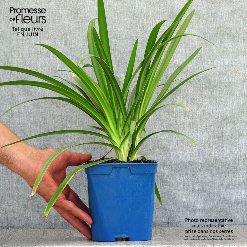Esemplare di Agapanthus Twister Vaso da 1,5L/2L consegnato in estate