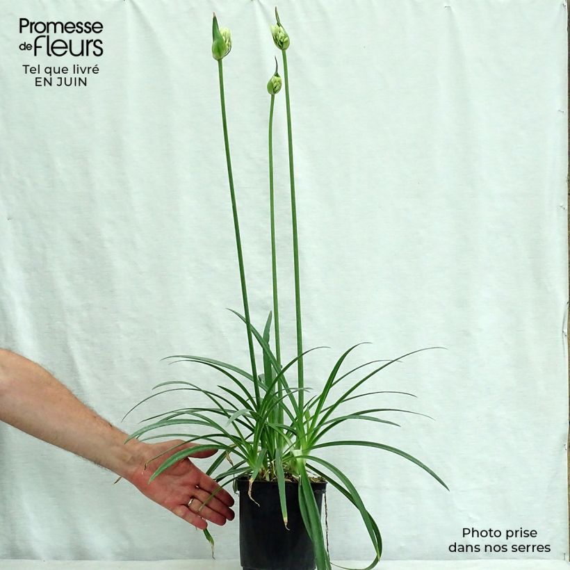 Esemplare di Agapanthus Twister Vaso da 3L/4L consegnato in estate