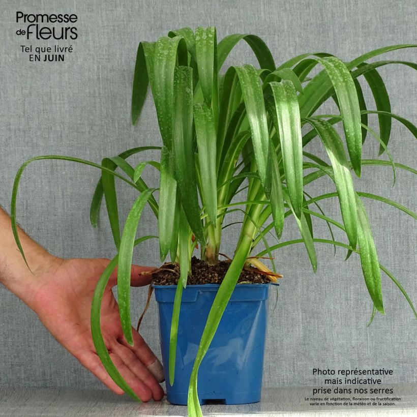 Esemplare di Agapanthus Vallée de l'Authion Vaso da 2L/3L consegnato in estate