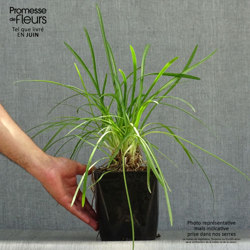 Esemplare di Agapanthus Vallée de la Romanche Vaso da 2L/3L consegnato in estate