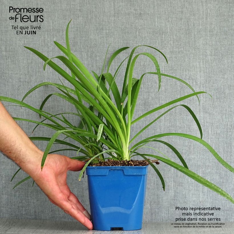 Esemplare di Agapanthus Vallée de la Sarthe Vaso da 2L/3L consegnato in estate