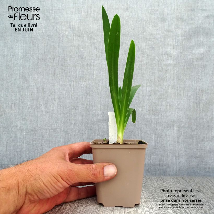 Esemplare di Agapanthus White Heaven Vasetto da 8/9 cm consegnato in estate