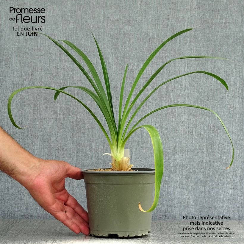 Esemplare di Agapanthus White Heaven Vaso da 2L/3L consegnato in estate
