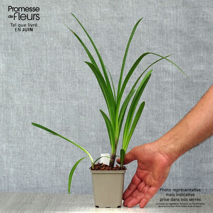 Esemplare di Agapanthus Windsor grey Vasetto da 8/9 cm consegnato in estate