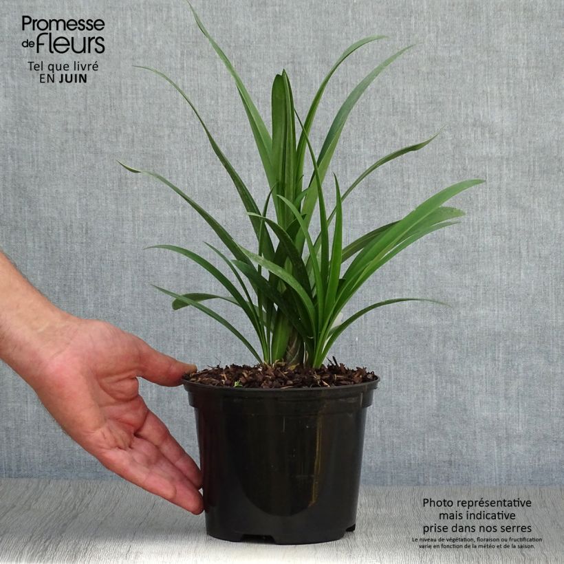 Esemplare di Agapanthus Windsor grey Vaso da 2L/3L consegnato in estate