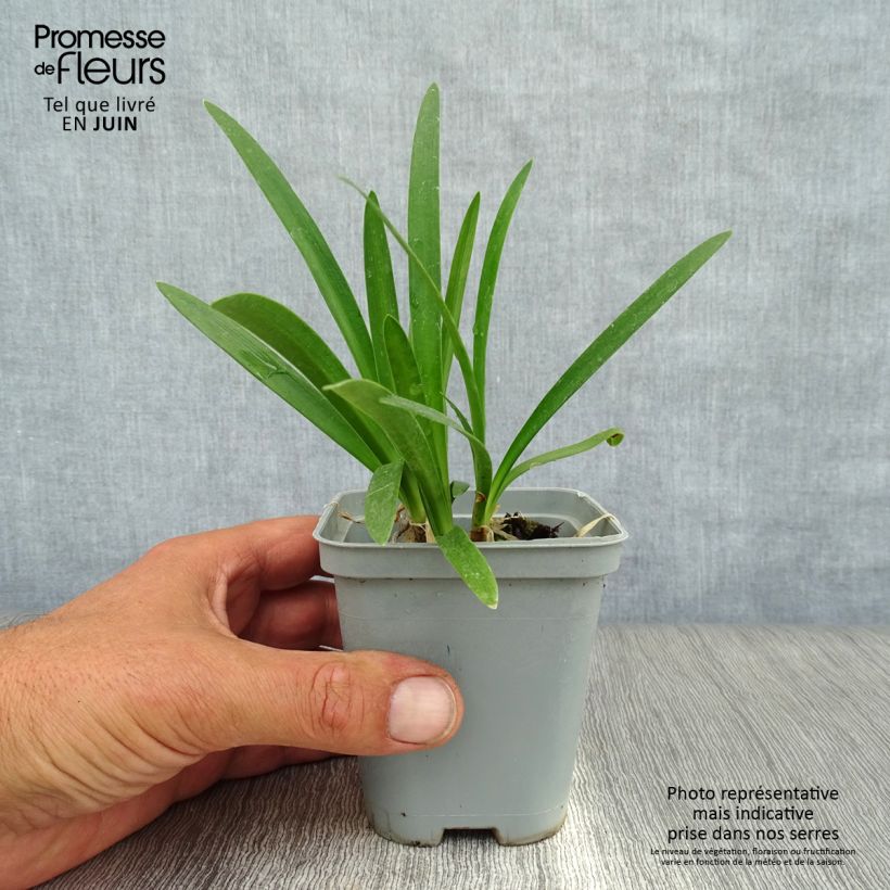 Esemplare di Agapanthus umbellatus Albus Vasetto da 7/8 cm consegnato in estate