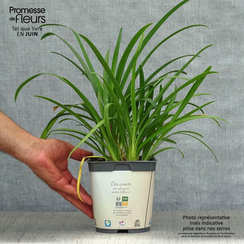 Esemplare di Agapanthus umbellatus Albus Vaso da 2L/3L consegnato in estate