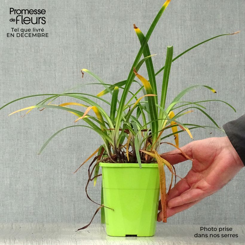 Agapanthus Blue Jeans Vaso da 1,5L/2L esemplare consegnato in inverno