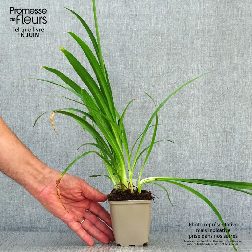 Esemplare di Agapanthus Blue Thunder Vasetto da 8/9 cm consegnato in estate