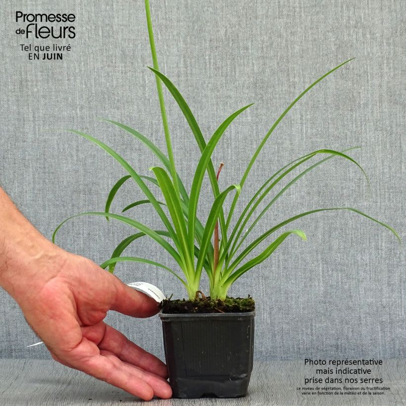 Esemplare di Agapanthus Ever Sapphire Vasetto da 8/9 cm consegnato in estate