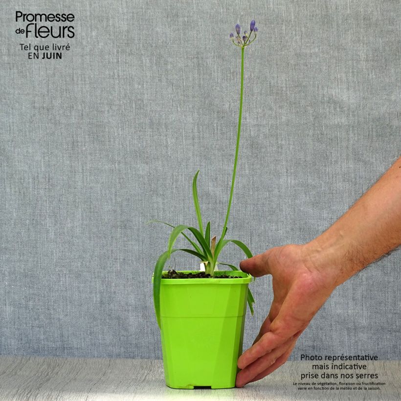 Esemplare di Agapanthus Ever Sapphire Vaso da 1,5L/2L consegnato in estate
