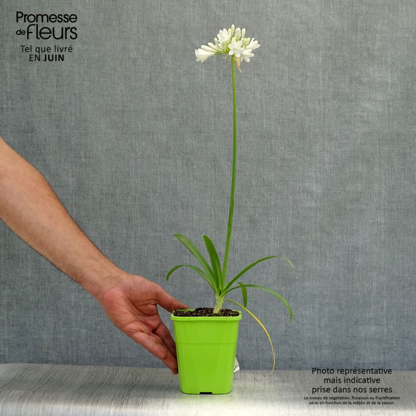 Esemplare di Agapanthus Ever White Vaso da 1L/1,5L consegnato in estate