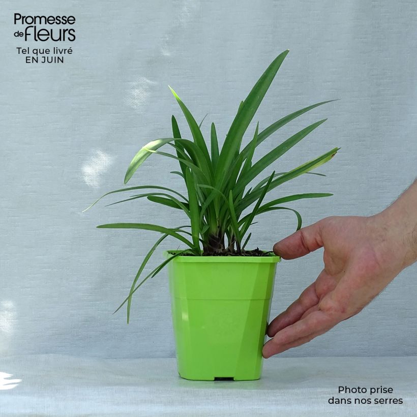Esemplare di Agapanthus Fireworks Vaso da 1L/1,5L consegnato in estate