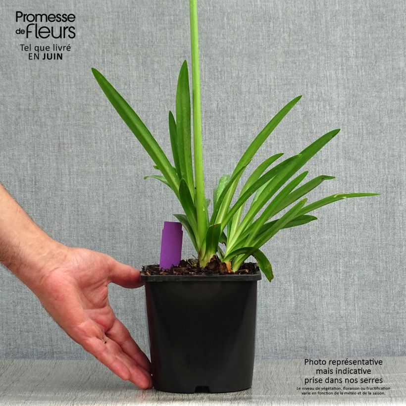 Esemplare di Agapanthus Fireworks Vaso da 2L/3L consegnato in estate