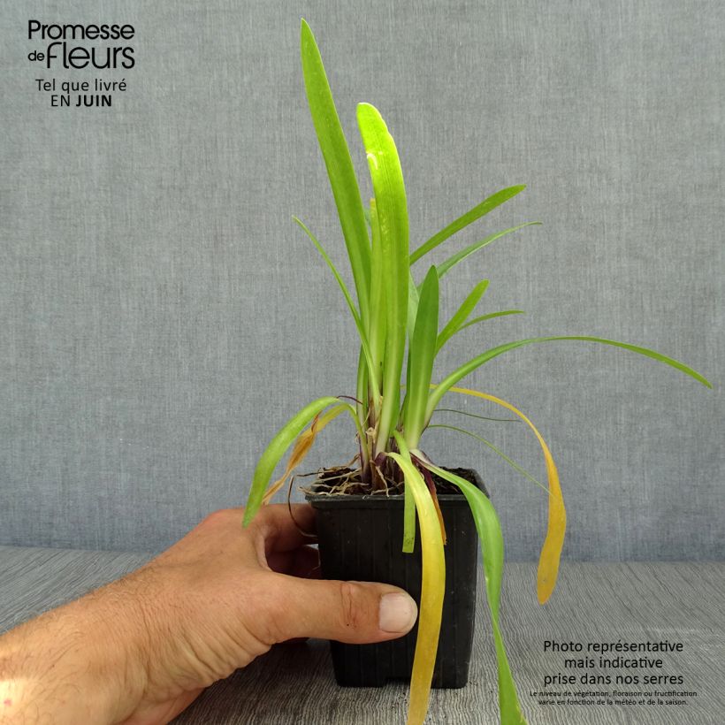 Esemplare di Agapanthus Poppin’ Purple Vasetto da 8/9 cm consegnato in estate