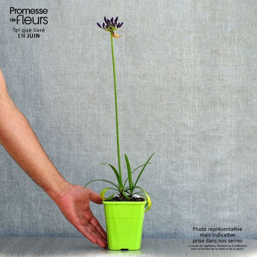Esemplare di Agapanthus Poppin’ Purple Vaso da 1,5L/2L consegnato in estate