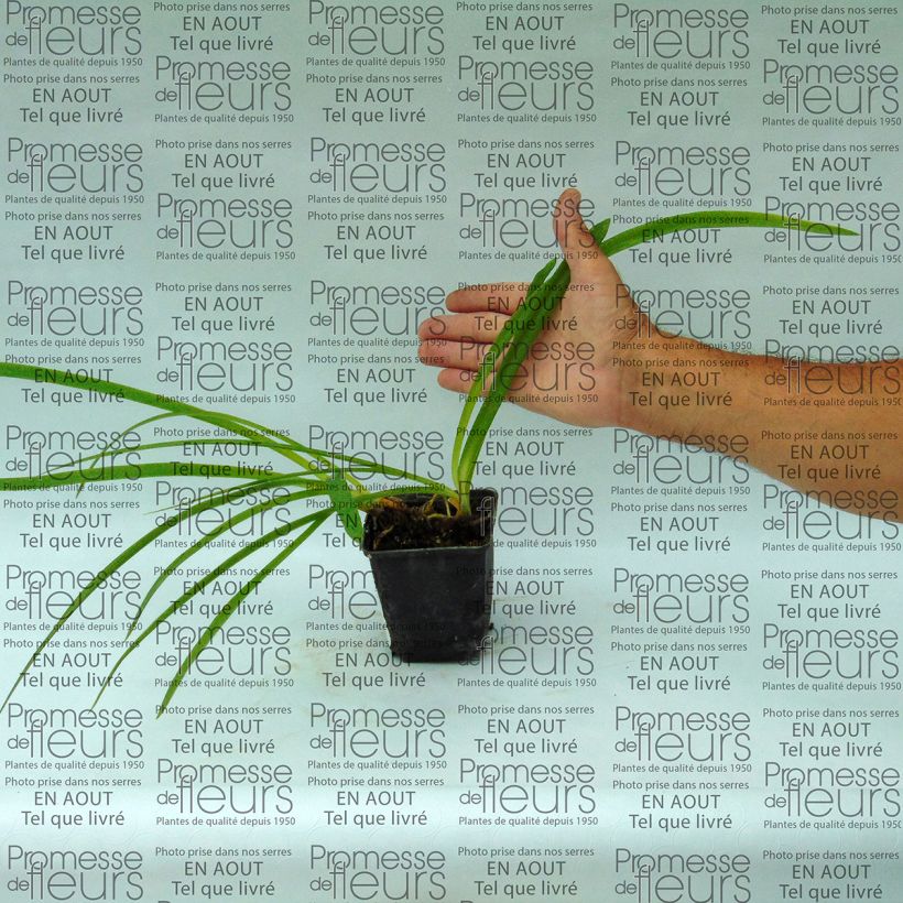 Esempio di esemplare Agapanthus inapertus Graskop Vasetto da 8/9 cm come consegnato