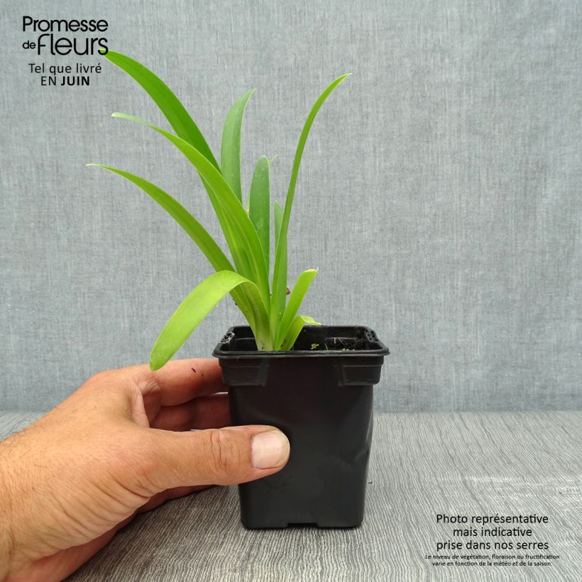 Esemplare di Agapanthus umbellatus Vasetto da 7/8 cm consegnato in estate
