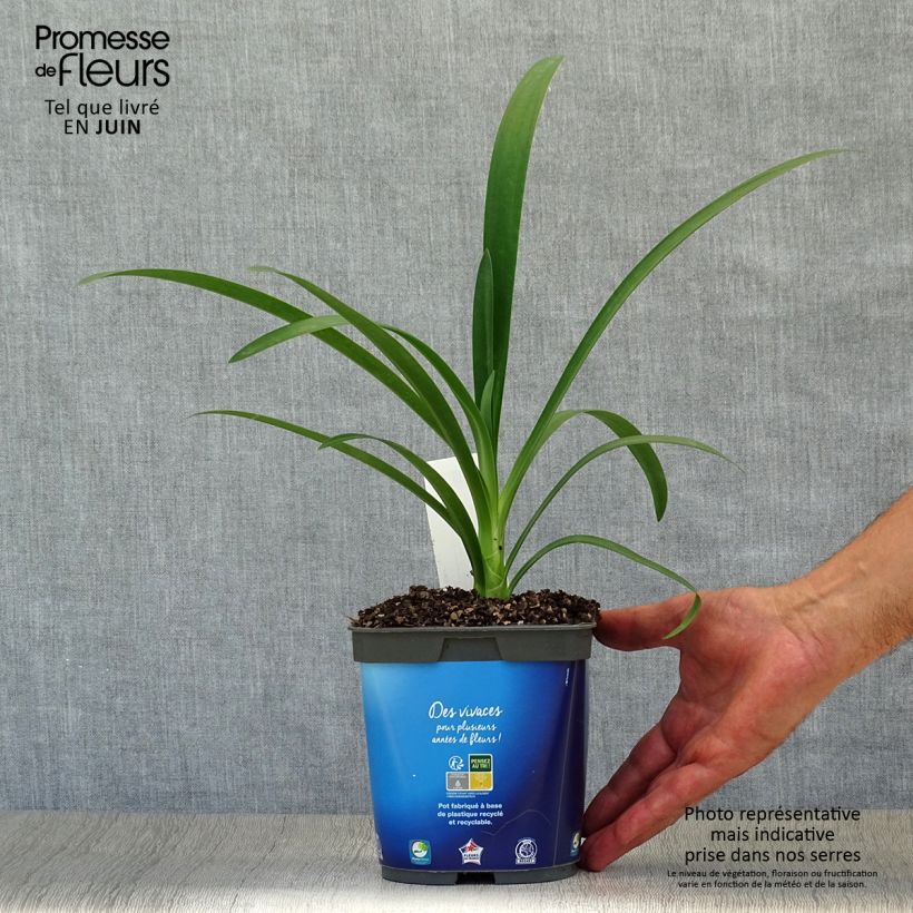 Esemplare di Agapanthus umbellatus Vaso da 2L/3L consegnato in estate