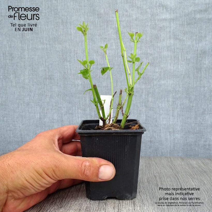 Esemplare di Agastache Blue Fortune Vasetto da 8/9 cm consegnato in estate