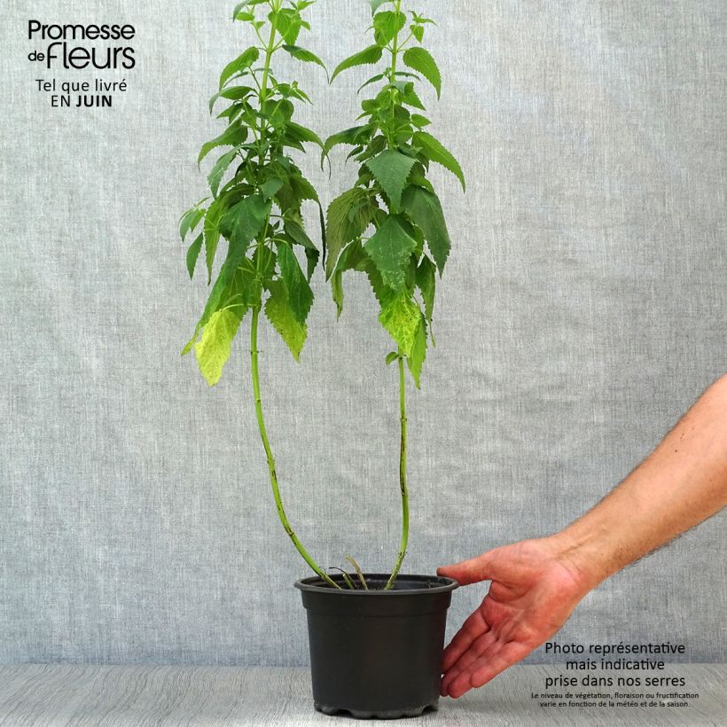 Esemplare di Agastache Blue Fortune Vaso da 2L/3L consegnato in estate