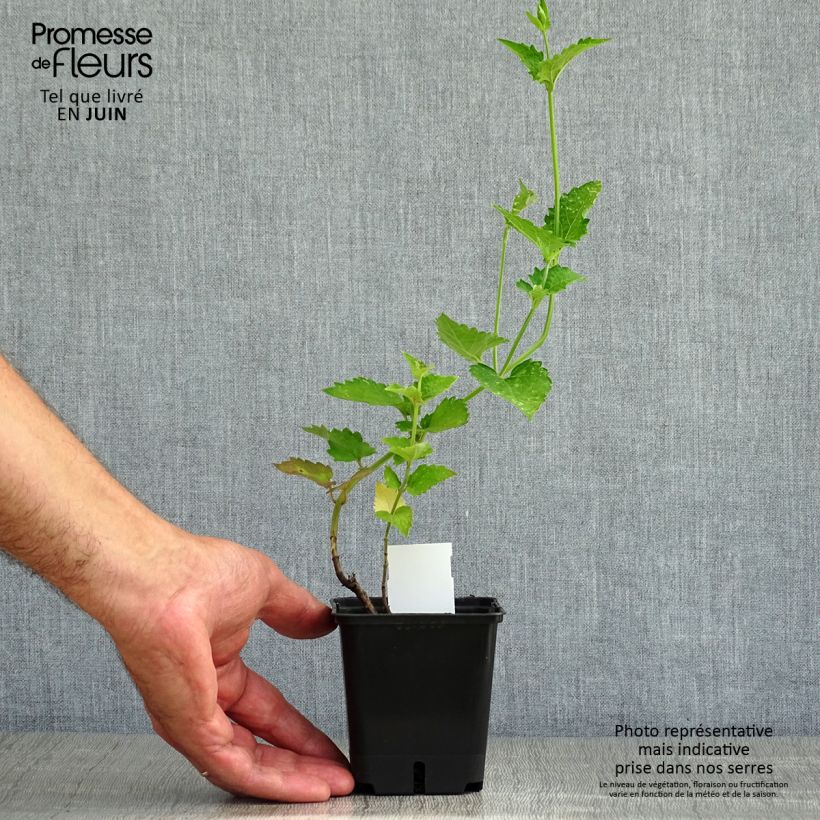 Esemplare di Agastache Globetrotter Vasetto da 8/9 cm consegnato in estate