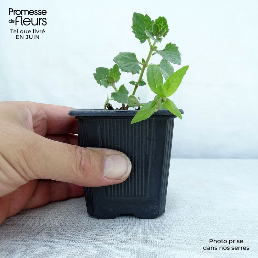 Esemplare di Agastache Kudos Ambrosia Vasetto da 8/9 cm consegnato in estate