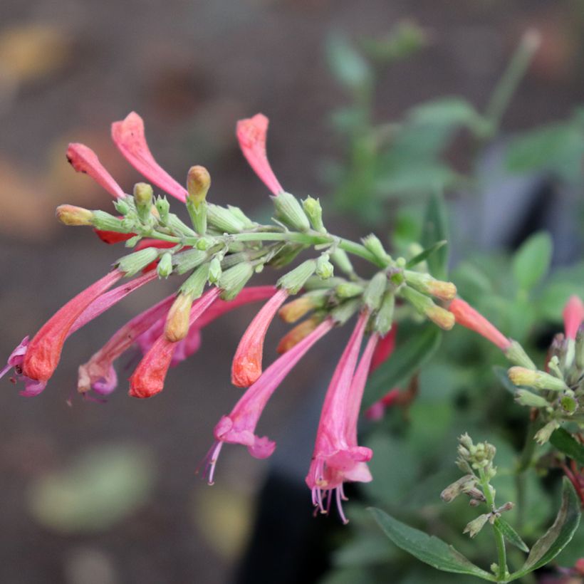 Agastache Kudo's Coral (Fioritura)