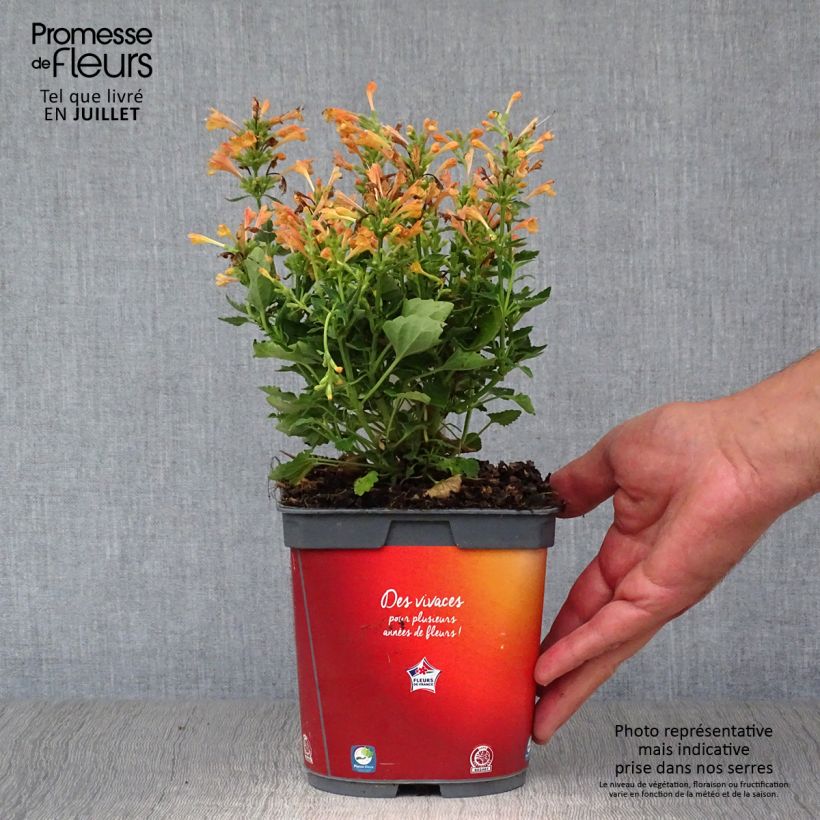 Esemplare di Agastache Kudos Mandarin Vaso da 2L/3L consegnato in estate
