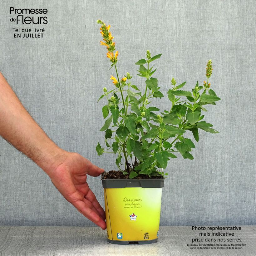 Esemplare di Agastache Poquito Butter Yellow Vaso da 2L/3L consegnato in estate