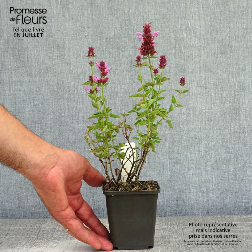 Esemplare di Agastache Poquito Lavender Vasetto da 8/9 cm consegnato in estate