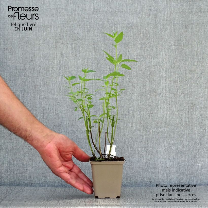 Esemplare di Agastache Serpentine Vasetto da 8/9 cm consegnato in estate