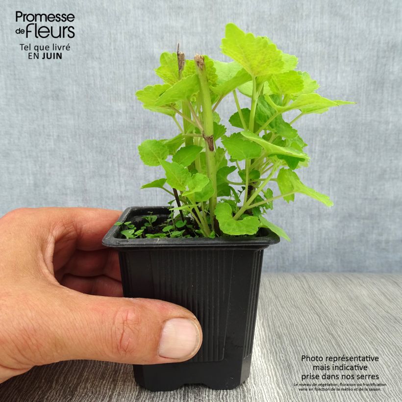Esemplare di Agastache Golden Jubilee Vasetto da 7/8 cm consegnato in estate