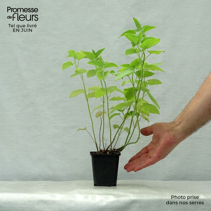 Esemplare di Agastache nepetoides Fuji no Yuki Vasetto da 8/9 cm consegnato in estate