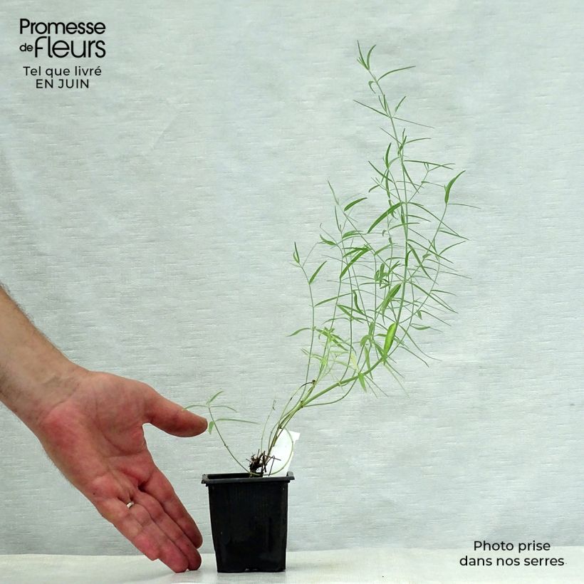 Esemplare di Agastache rupestris Vasetto da 8/9 cm consegnato in estate