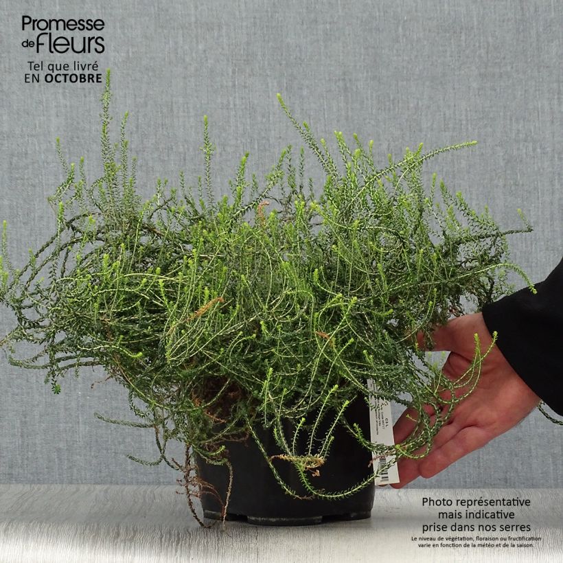 Esemplare di Agathosma capensis Vaso da 2L/3L come consegnato in autunno