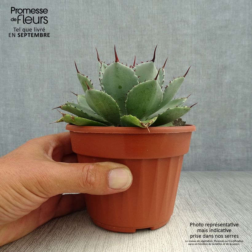 Esemplare di Agave Kikijokan Vaso da Ø 12 cm / 13 cm come consegnato in autunno