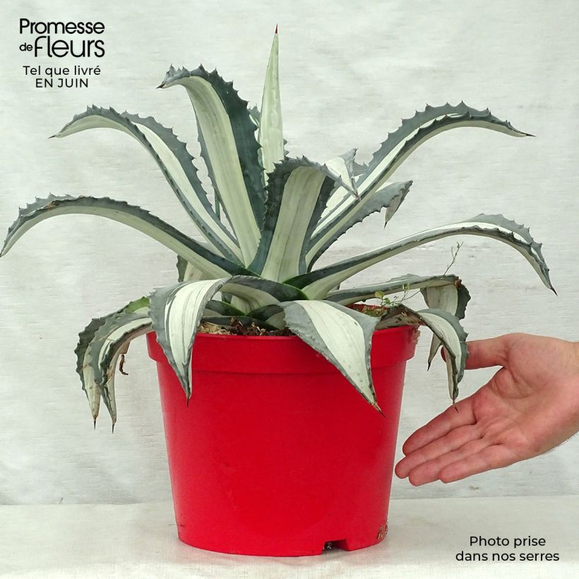 Esemplare di Agave americana Variegata Vaso da 7,5L/10L consegnato in estate