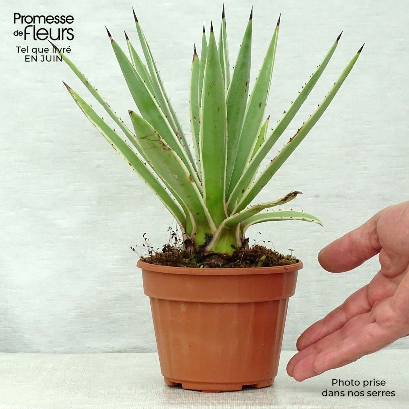 Esemplare di Agave angustifolia Marginata Vaso da Ø 12 cm / 13 cm consegnato in estate