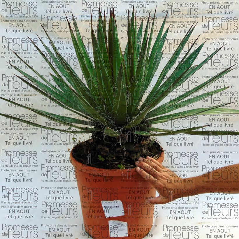 Esempio di esemplare Agave filifera Vaso da 18L/20L come consegnato
