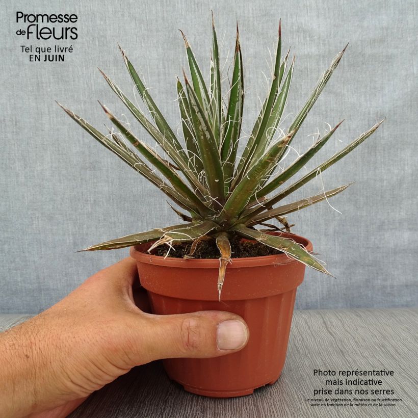 Esemplare di Agave filifera Vaso da Ø 12 cm / 13 cm consegnato in estate